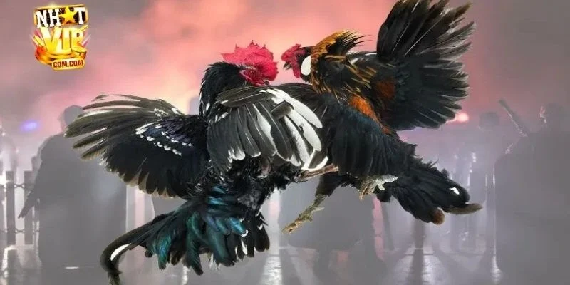 Những hình thức đá gà phổ biến tại NHATVIP