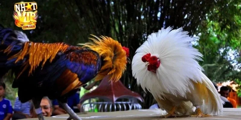 Những hình thức cược phổ biến tại nhà cái NHATVIP