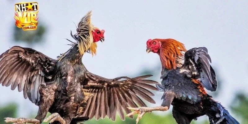 Các cửa cược phổ biến nhất của đá gà campuchia