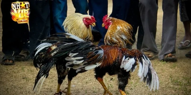 Chiến thuật để cá cược đá gà campuchia thành công