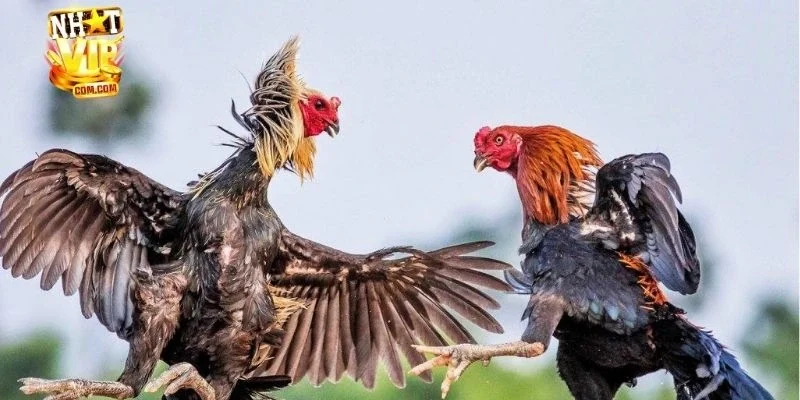 Luật chơi của đá gà