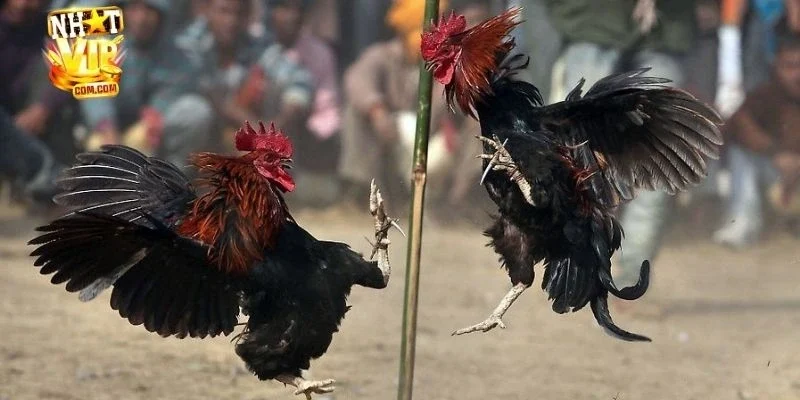 Chiến thuật hay để cá cược đá gà cựa sắt thành công